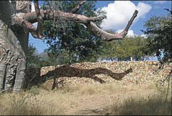 "http://www.krugerpark.co.za/images/thulamela-280.jpg"