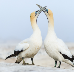 http://www.photodestination.co.za/images/peter_blog_post/Langebaan_MPA/7_West_Coast_National_Park_PeterChadwick_AfricanConservationPhotographer.jpg