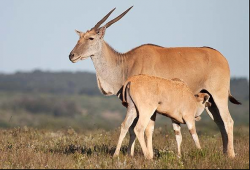 http://www.krugerpark.co.za/images/eland-rmiller-590x400.jpg