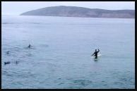 https://www.plett-tourism.co.za/wp-content/uploads/2020/01/214-whale-video-189x124.jpg