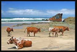 https://www.wildcoastholidays.com/cattle-shipwreck-beach.jpg