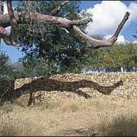 "http://www.krugerpark.co.za/images/thulamela-280.jpg"